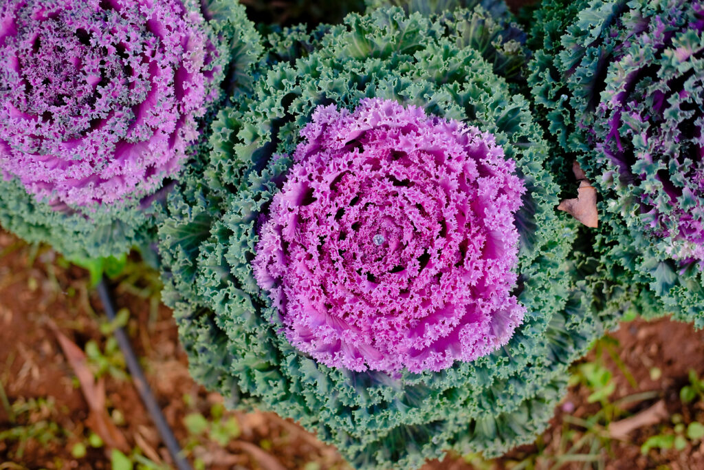 How to Plant and Grow Kale - Harvest to Table