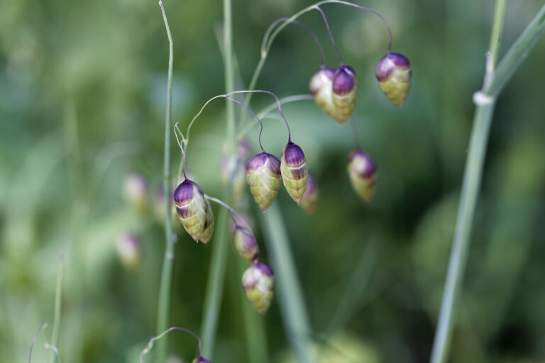 How to Grow Quaking Grass – Briza