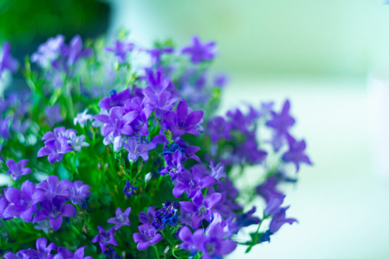 How Amethyst Flower — Browallia