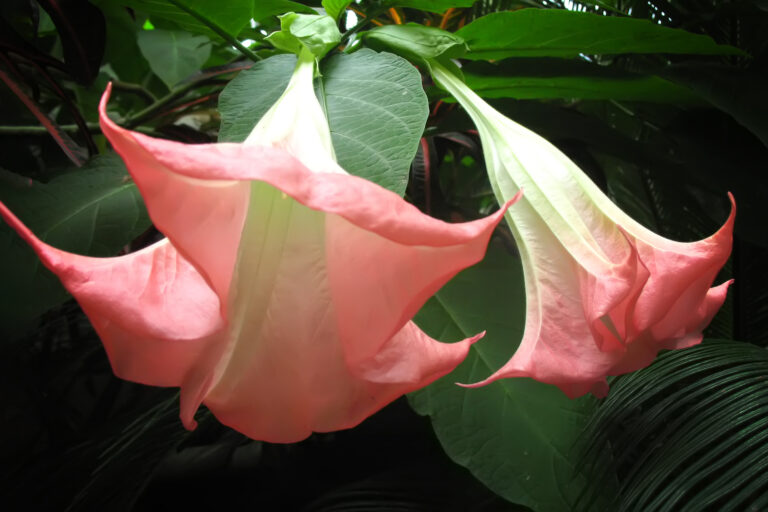 How to Grow Angel’s Trumpet — Brugmansia