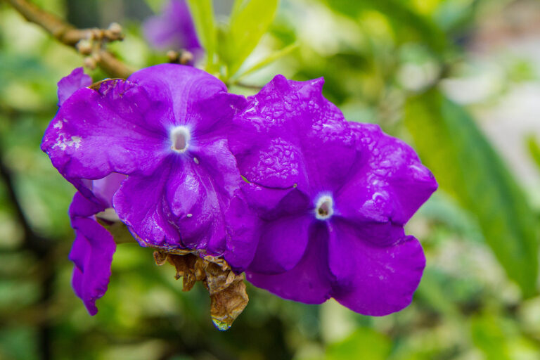 How to Grow Brunfelsia — Yesterday, Today, and Tomorrow