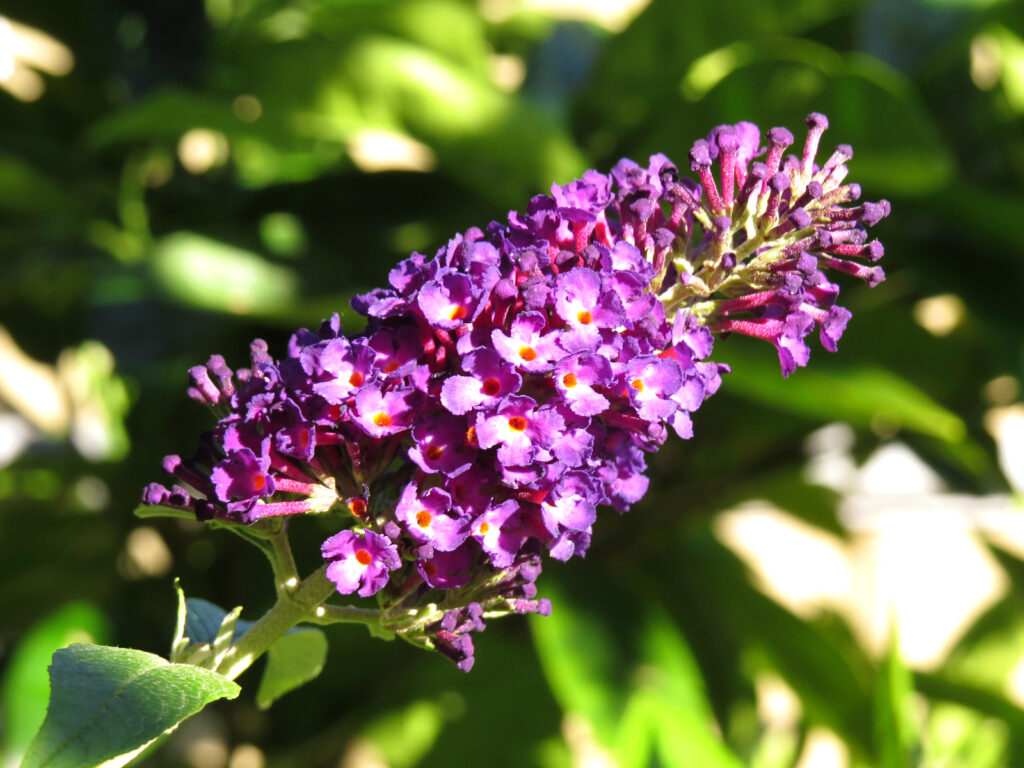 Flowers of Butterfly Bush, Buddleia