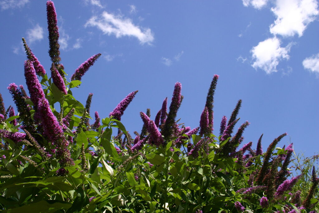 Buddleia davidii against a blue mid-summer sky