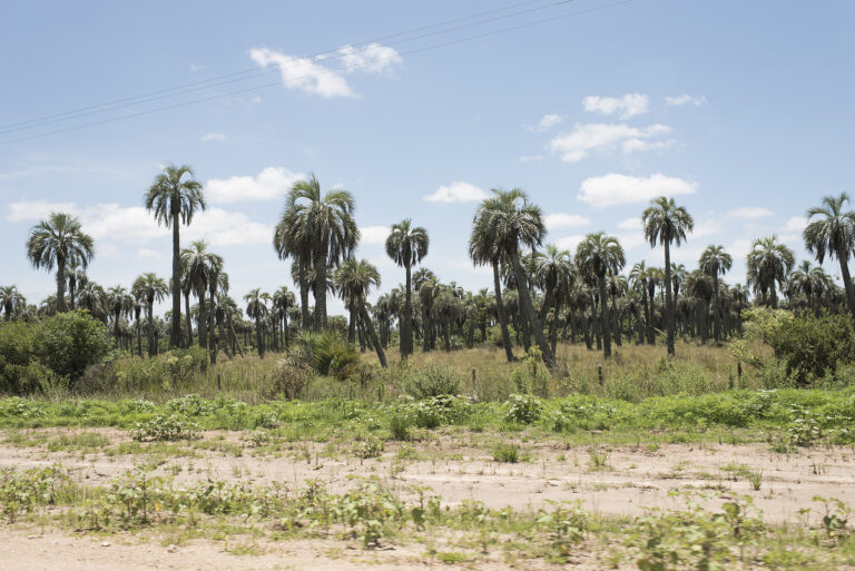 How to Grow Pindo Palm — Butia