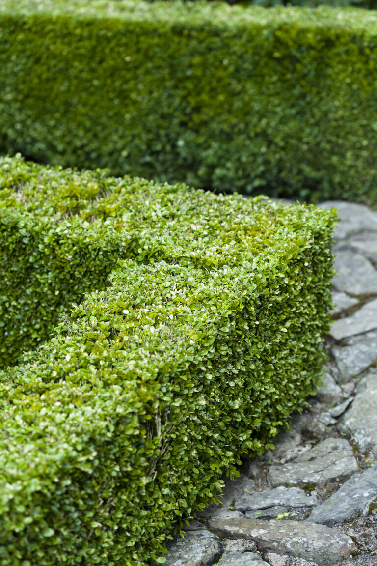 How to Grow Buxus – Boxwood