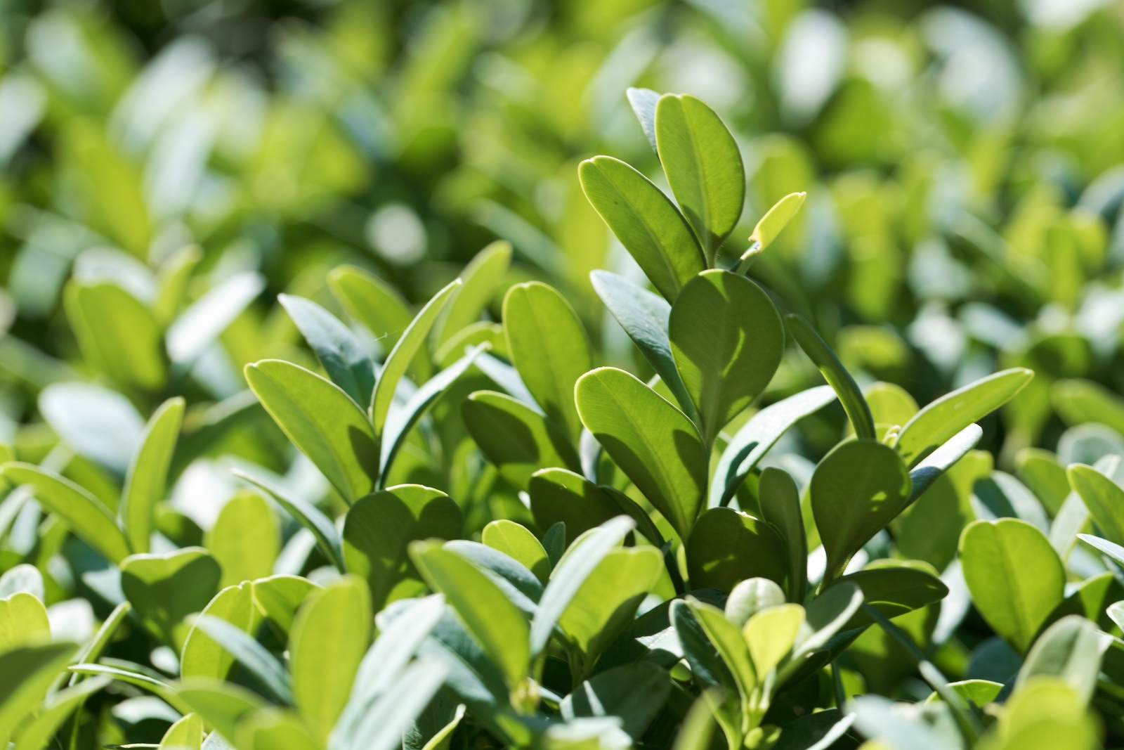 Buxus sempervirens