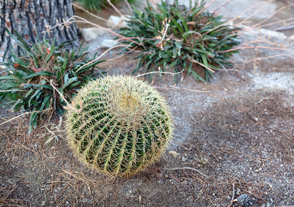 Barrel cactus in a hot-summer desert garden