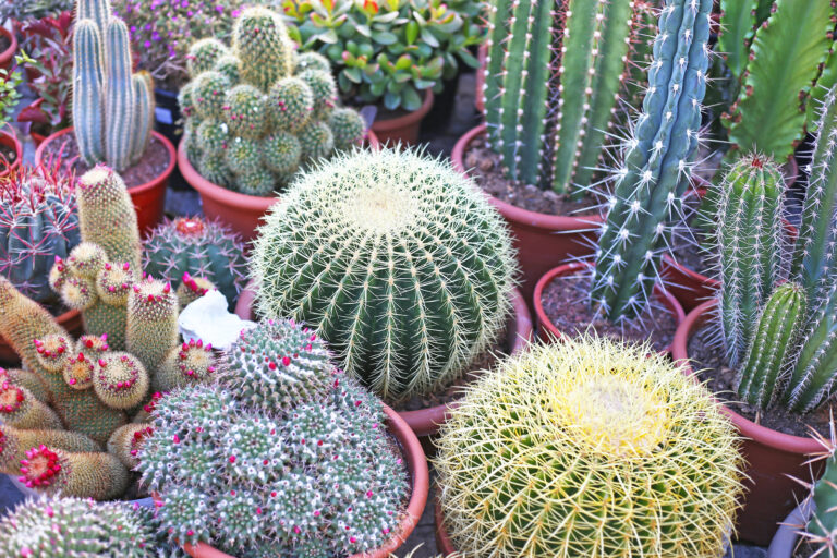How to Grow Cacti
