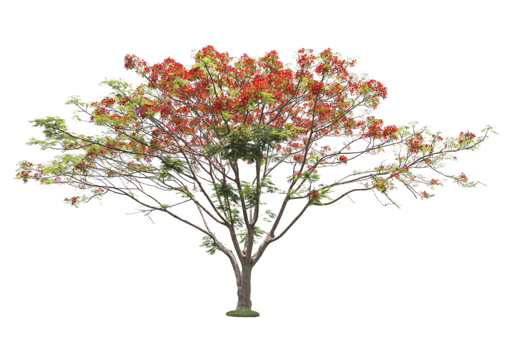 How to Grow Caesalpinia - Poinciana