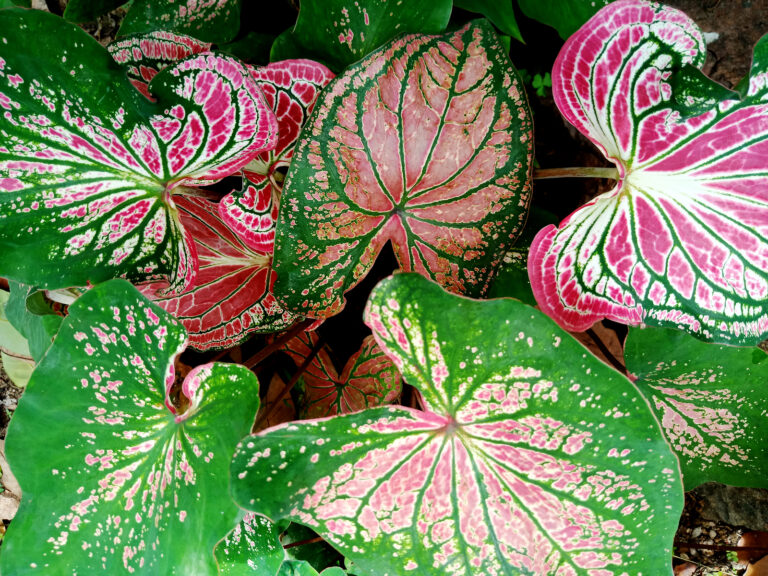 How to Grow and Care for Caladium