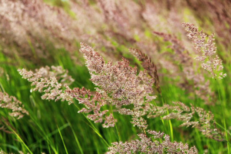 How to Grow Feather Reed Grass – Calamagrostis