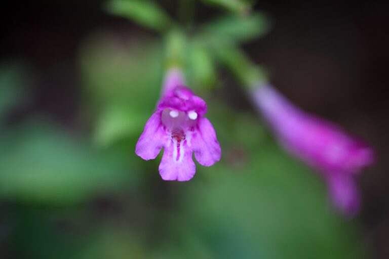 How to Grow Calamint — Calamintha 