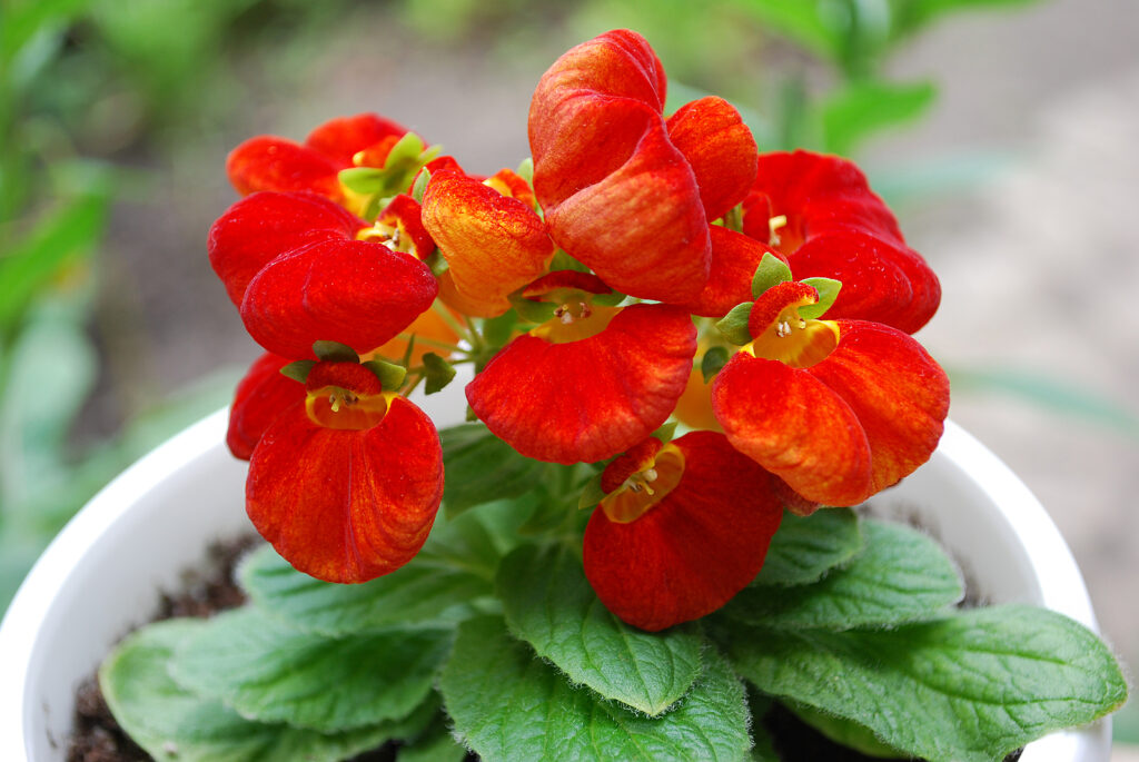 Pocketbook plant, Calceolaria in a pot