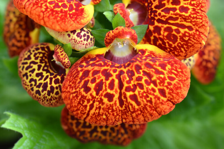 How to Grow Pocketbook Plant — Calceolaria