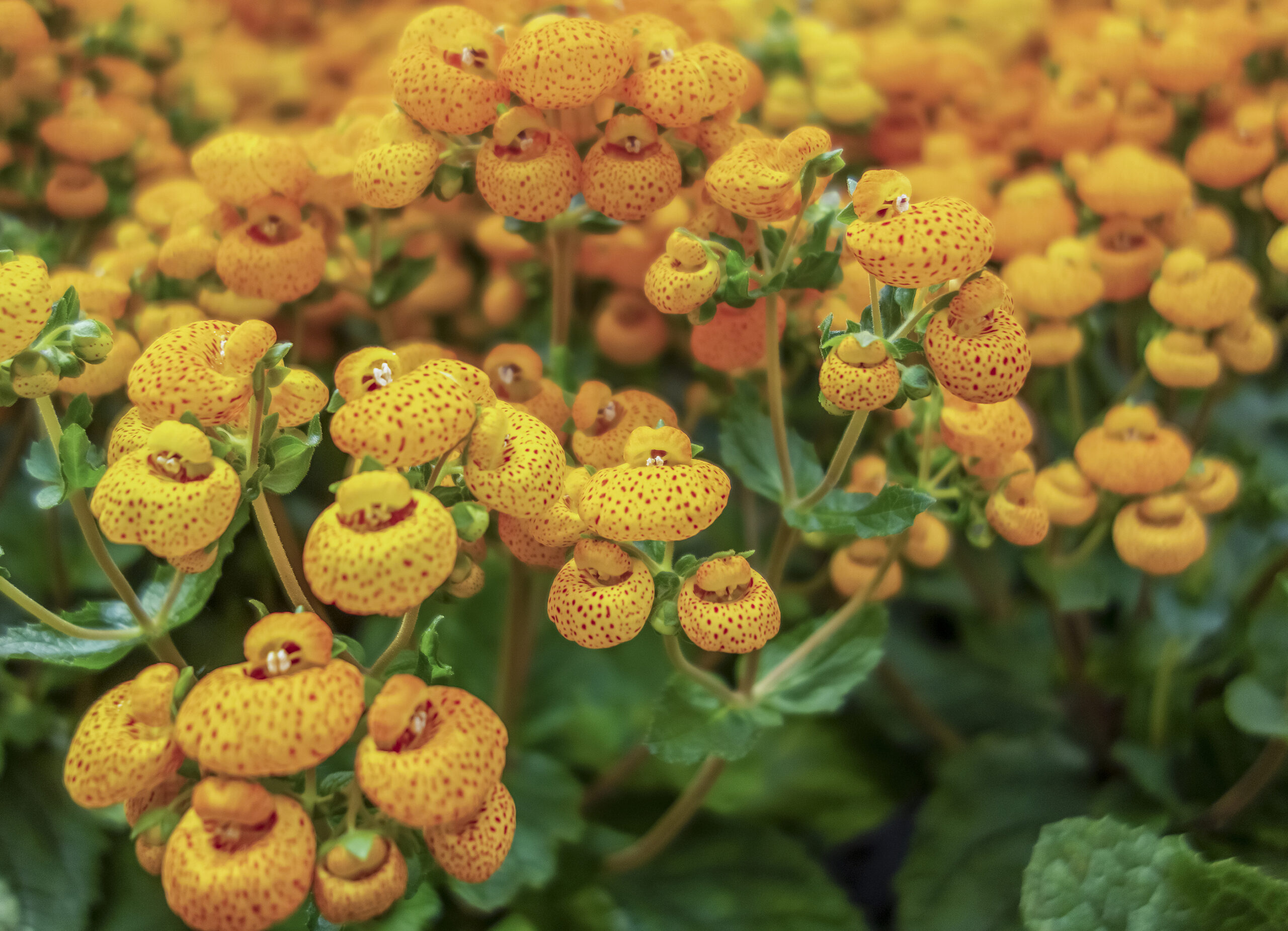 Calceolaria, Lady's Purse, Slipper Flower, Pocketbook Flower, Slipperwort.  Ornamental Yellow Hybrid For Gardens, Parks. CLose Up Stock Photo, Picture  and Royalty Free Image. Image 124811517.
