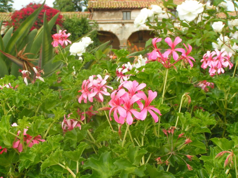 California Gardening