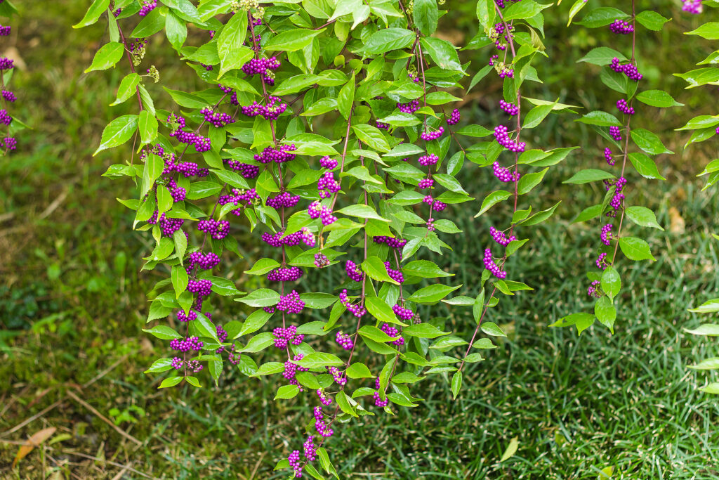 Callicarpa, violet beautiberry fruits in the garden