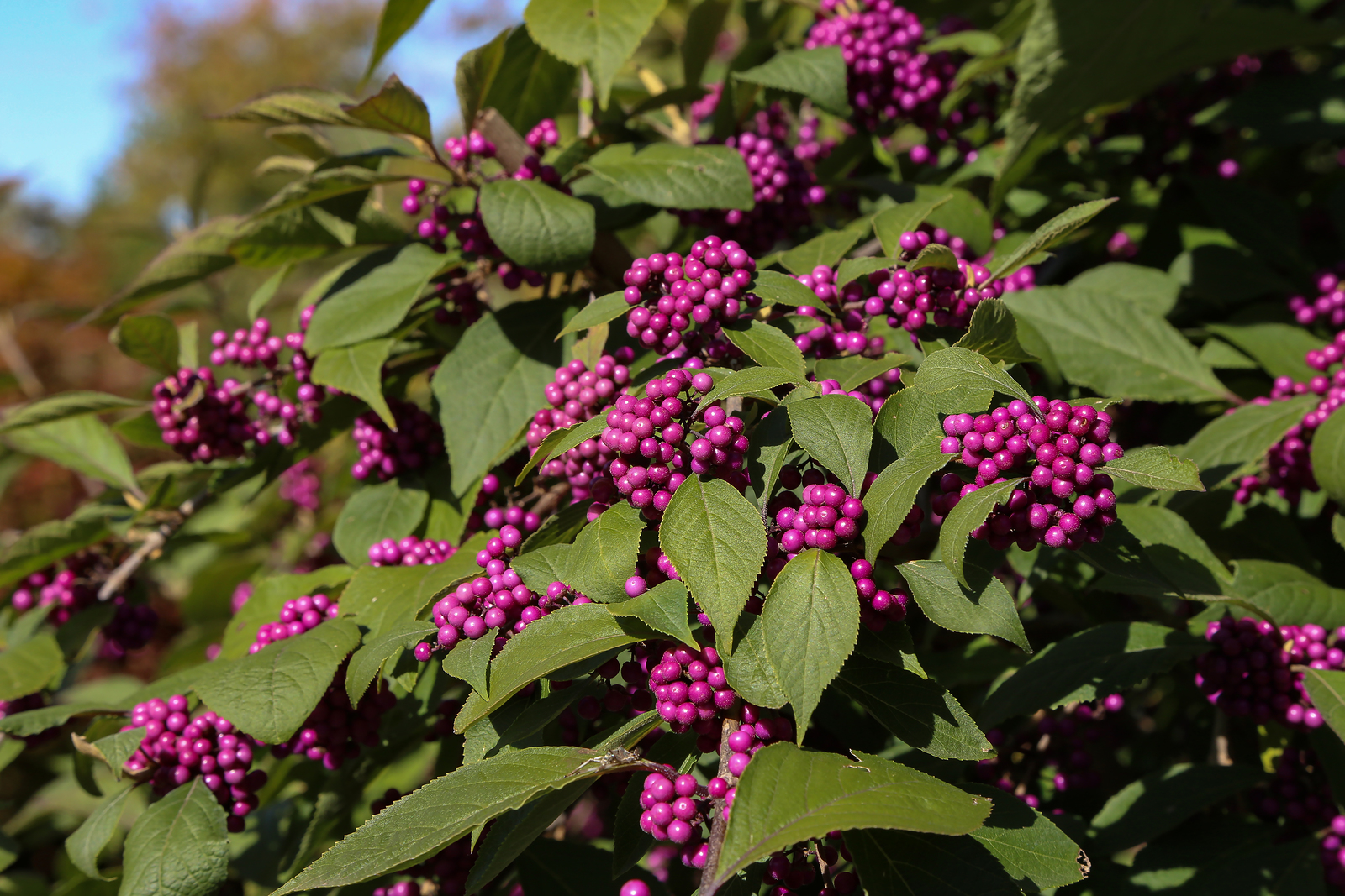 How To Grow Callicarpa Beautyberry 7521