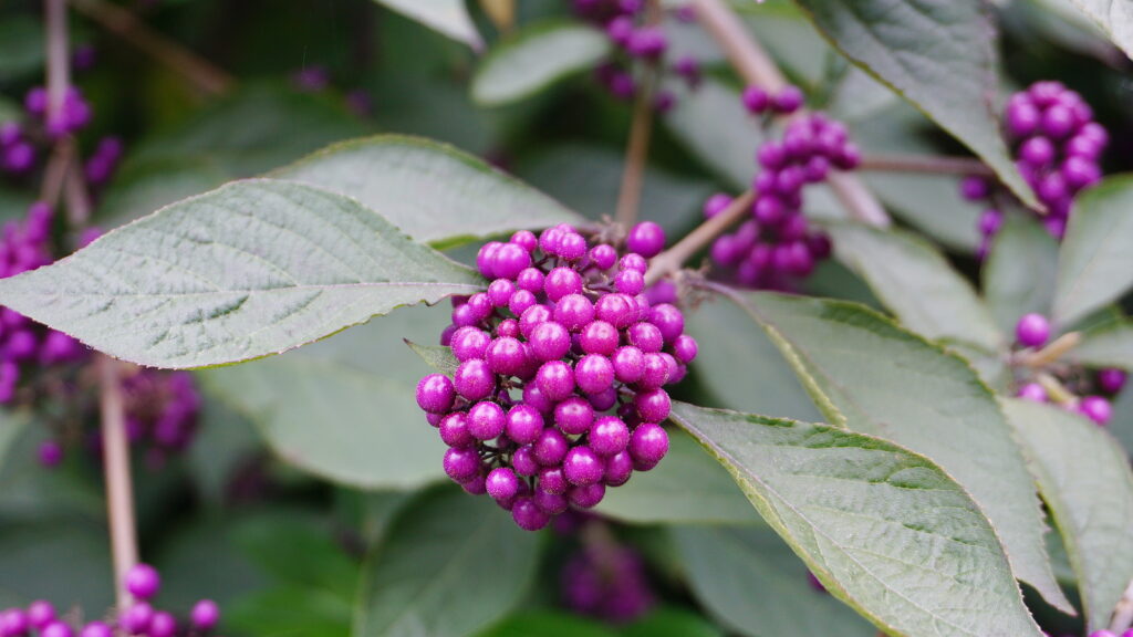Callicarpa japonica or Japanese beautyberry branch with leaves and  large clusters purple berries 