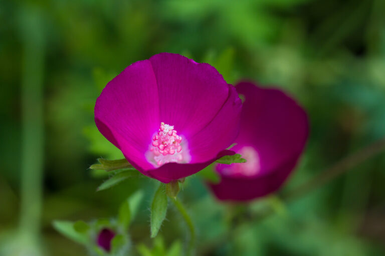 How to Grow Poppy Mallow — Callirhoe