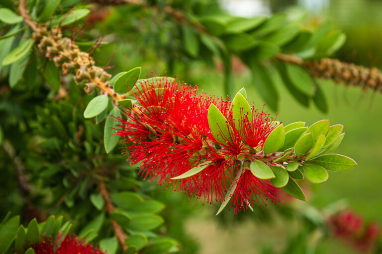 How to Grow Callistemon – Bottlebrush