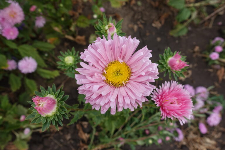 How to Grow China Aster — Callistephus