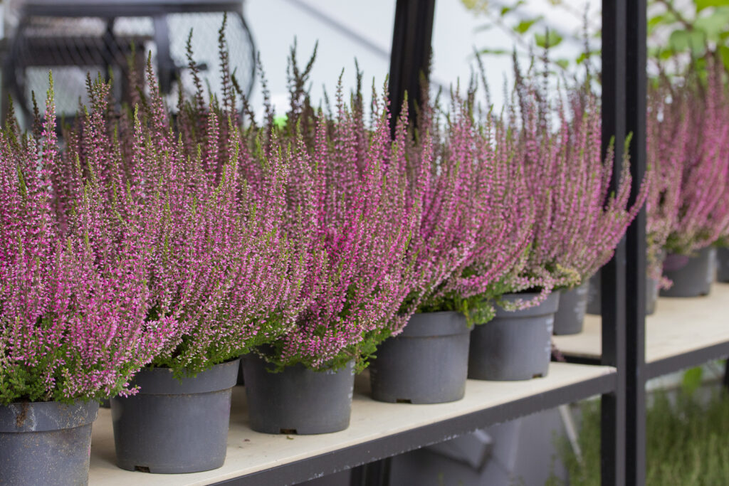 How To Grow Calluna - Scotch Heather