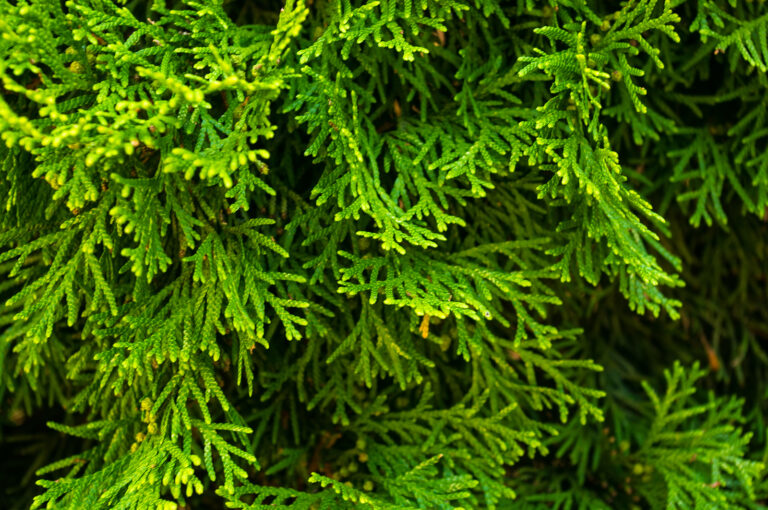 How to Grow Incense Cedar — Calocedrus