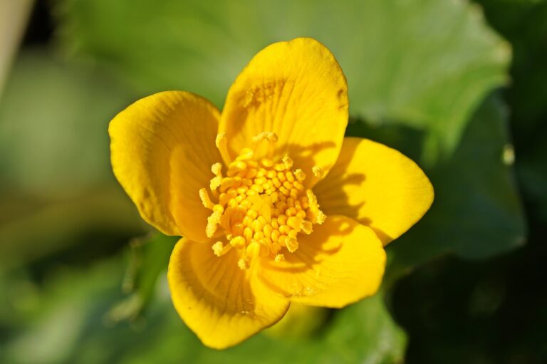 How to Grow Marsh Marigold — Caltha