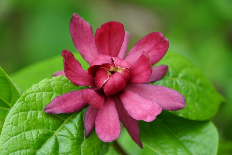 How to Grow Calycanthus – Carolina Allspice