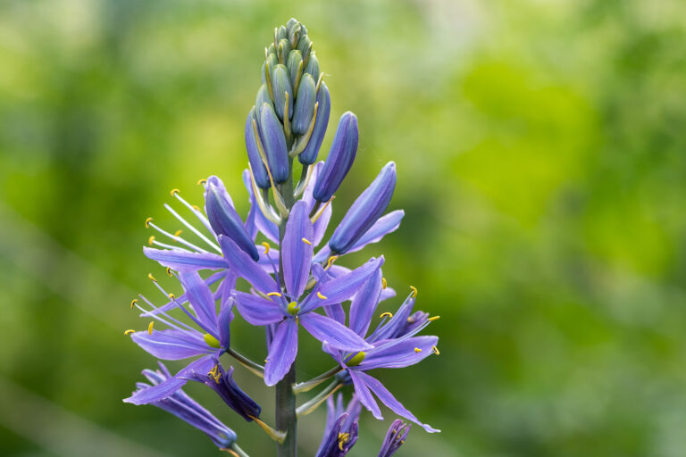 How to Grow Camassia — Camass