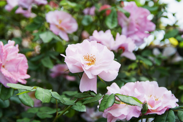 April Flower Garden Tips Zone-by-Zone