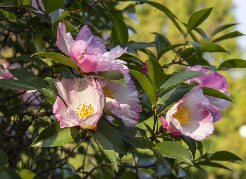 Camelia reticulata