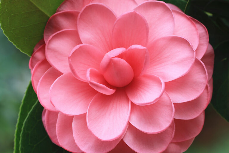 How to Grow Camellias