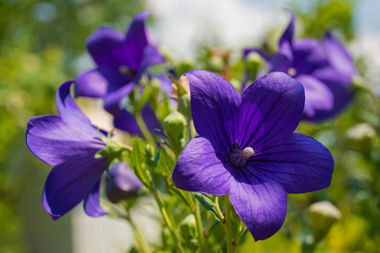 How to Grow Bellflower — Campanula