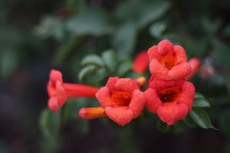 How to Grow Campsis — Trumpet Vine