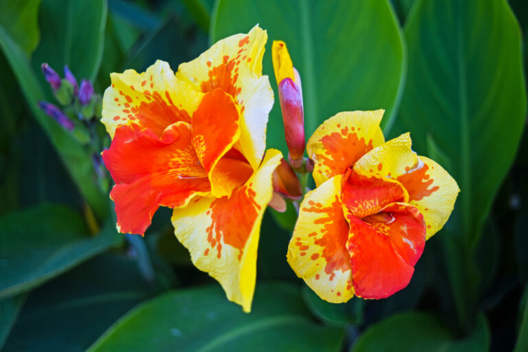 How to Grow Canna — Canna Lily