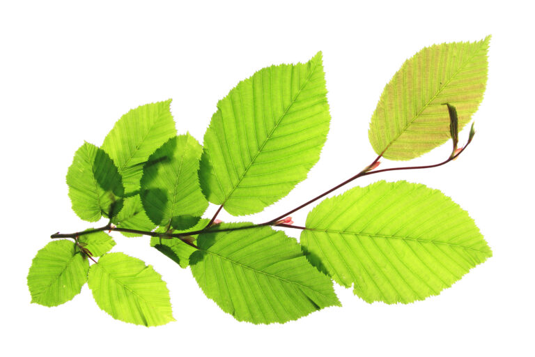 How to Grow Hornbeam – Carpinus