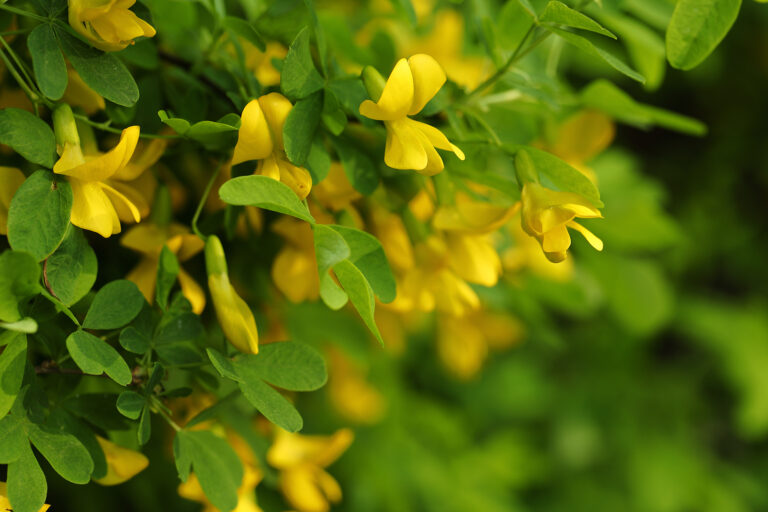 How to Grow Caragana – Peashrub