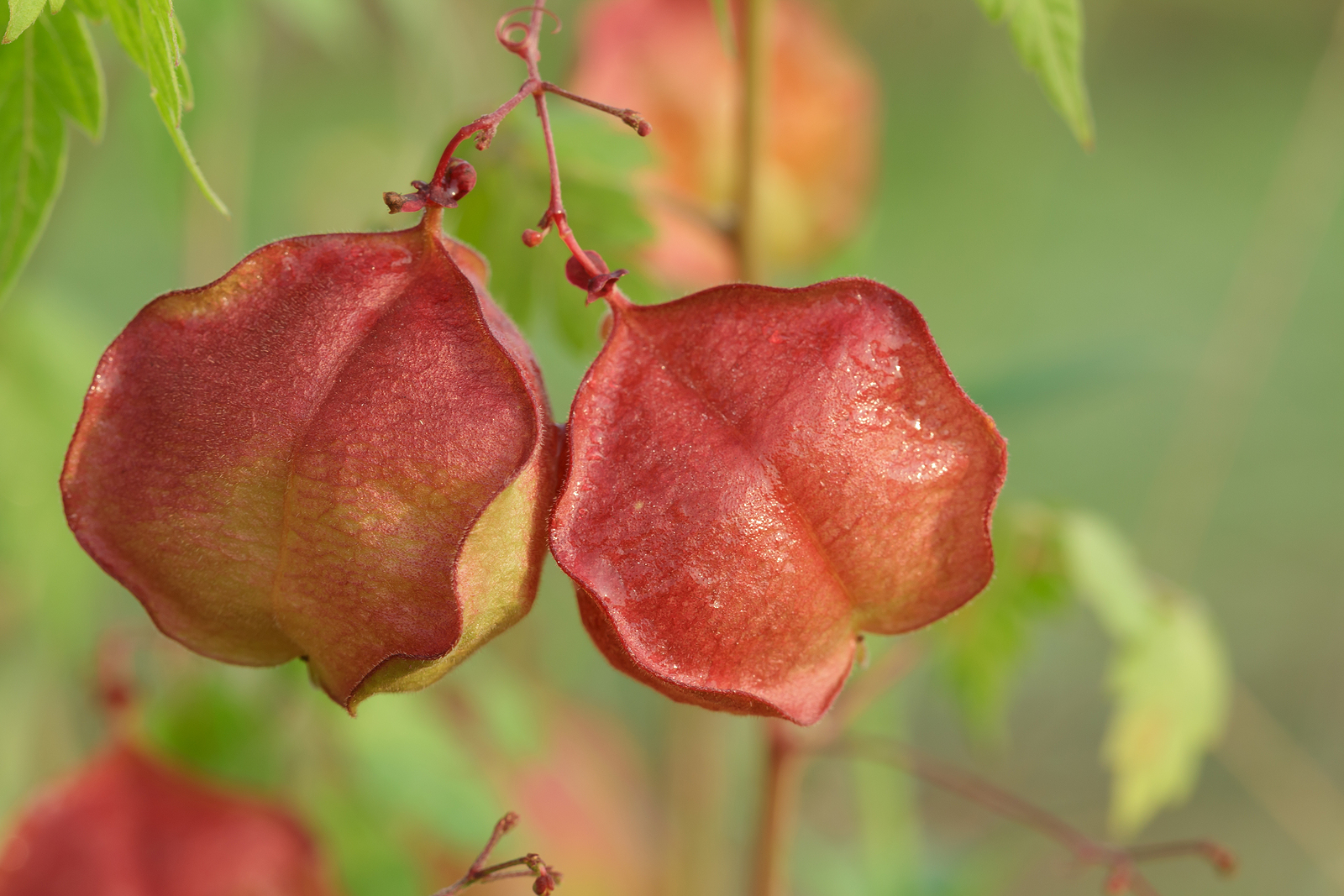How to Grow Cardiospermum - Love-in-a-Puff