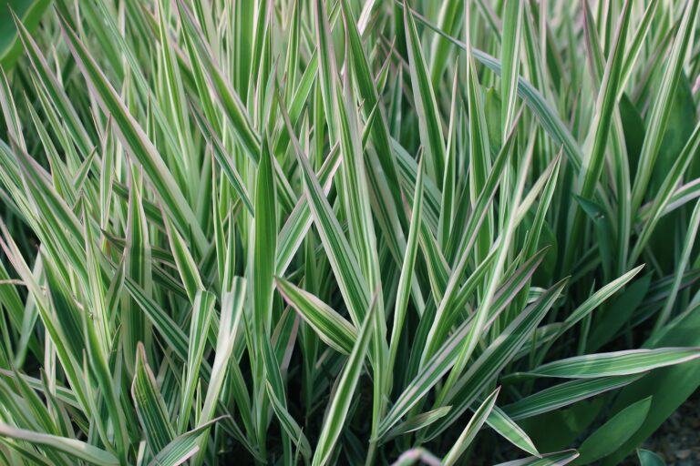 How to Grow Sedge – Carex