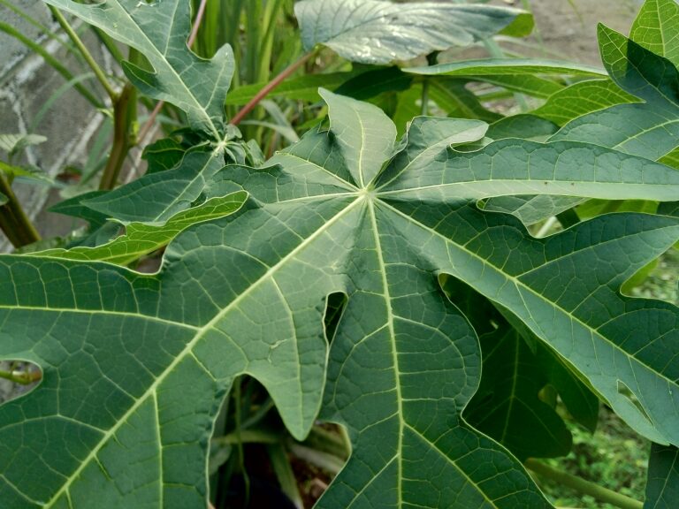 How to Grow Papaya — Carica