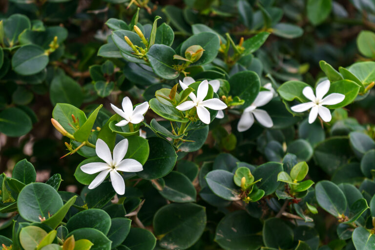 How to Grow Carissa – Natal Plum