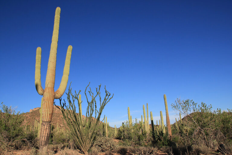 How to Grow Carnegiea – Saguaro Cactus