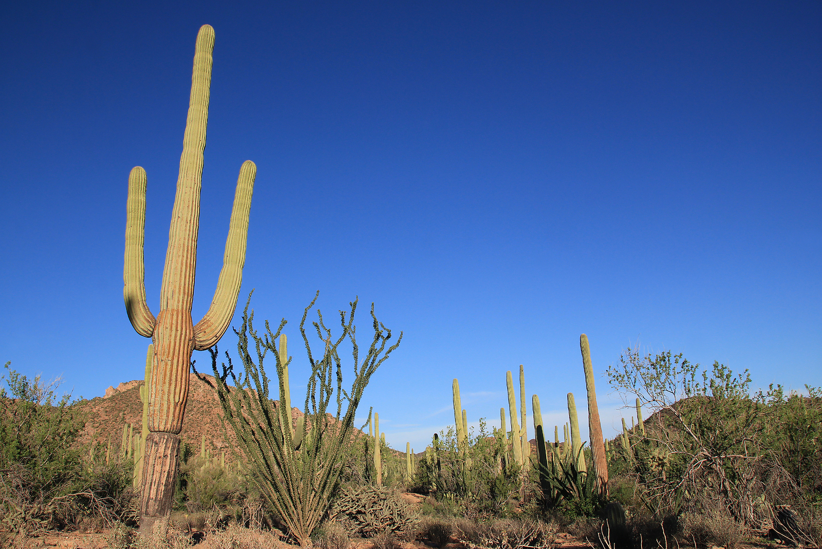 How to Grow Carnegiea - Saguaro Cactus