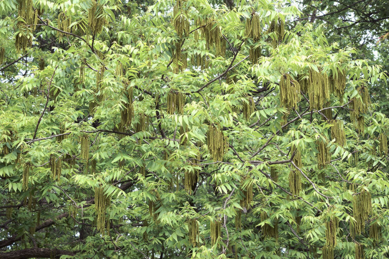 How to Grow Hickory – Carya