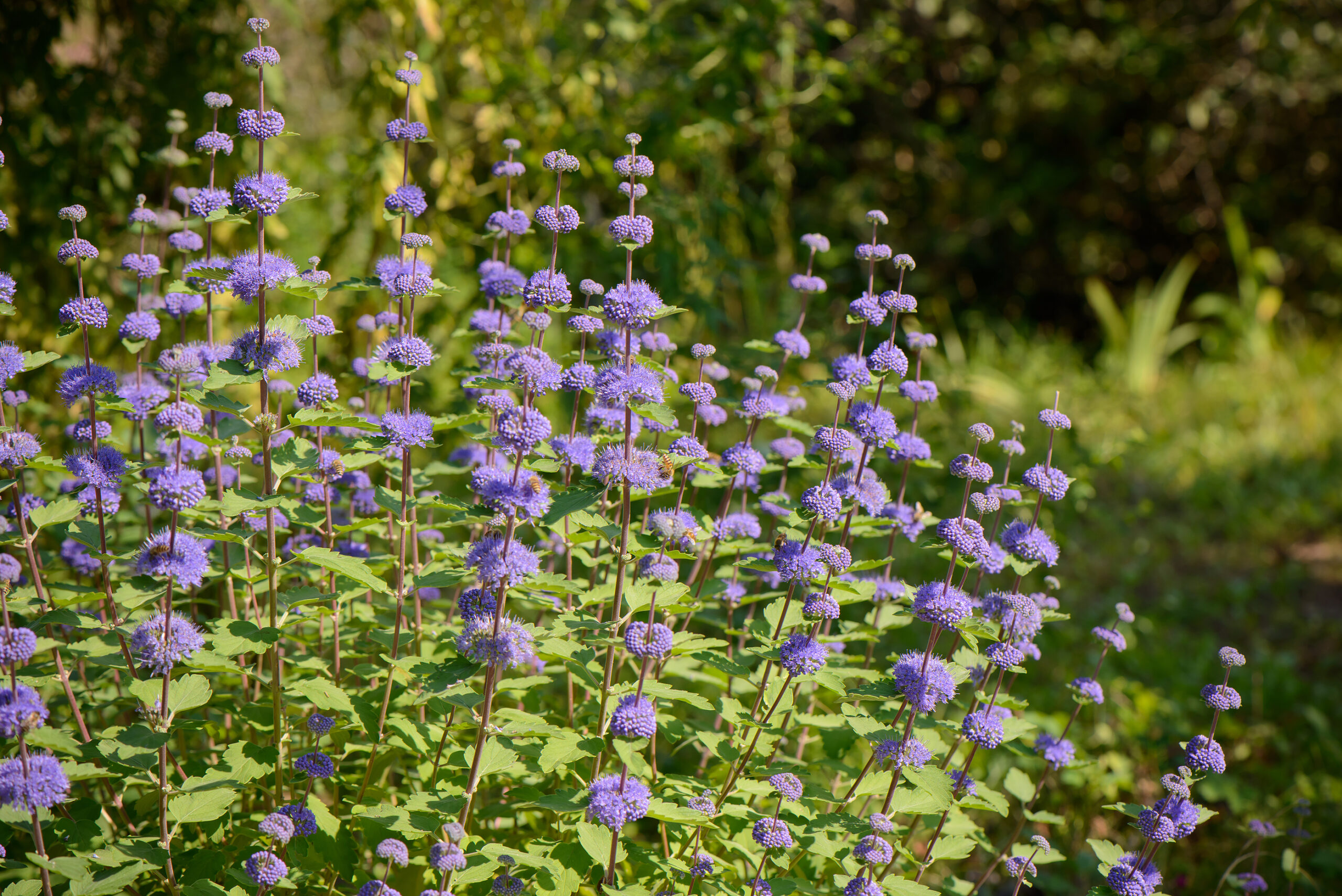 how-to-grow-caryopteris-bluebeard