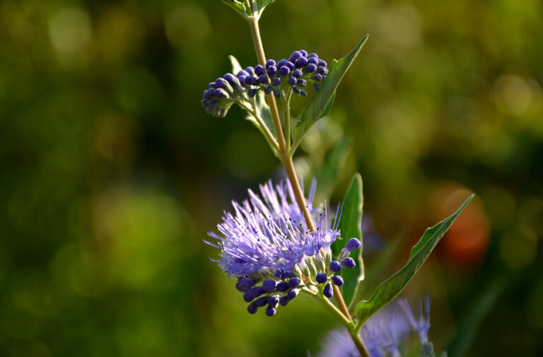 How to Grow Caryopteris – Bluebeard