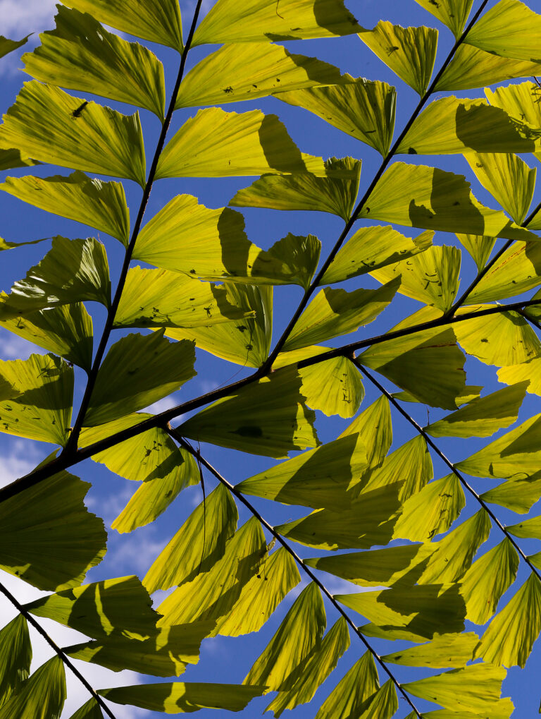 How to Grow Fishtail Palm — Caryota