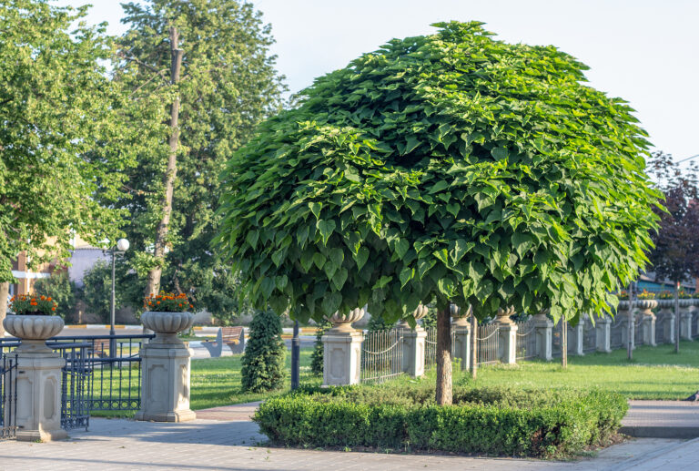 How to Grow Catalpa